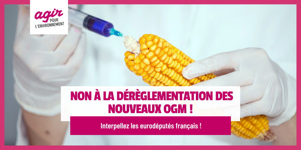 Mais traités aux OGM